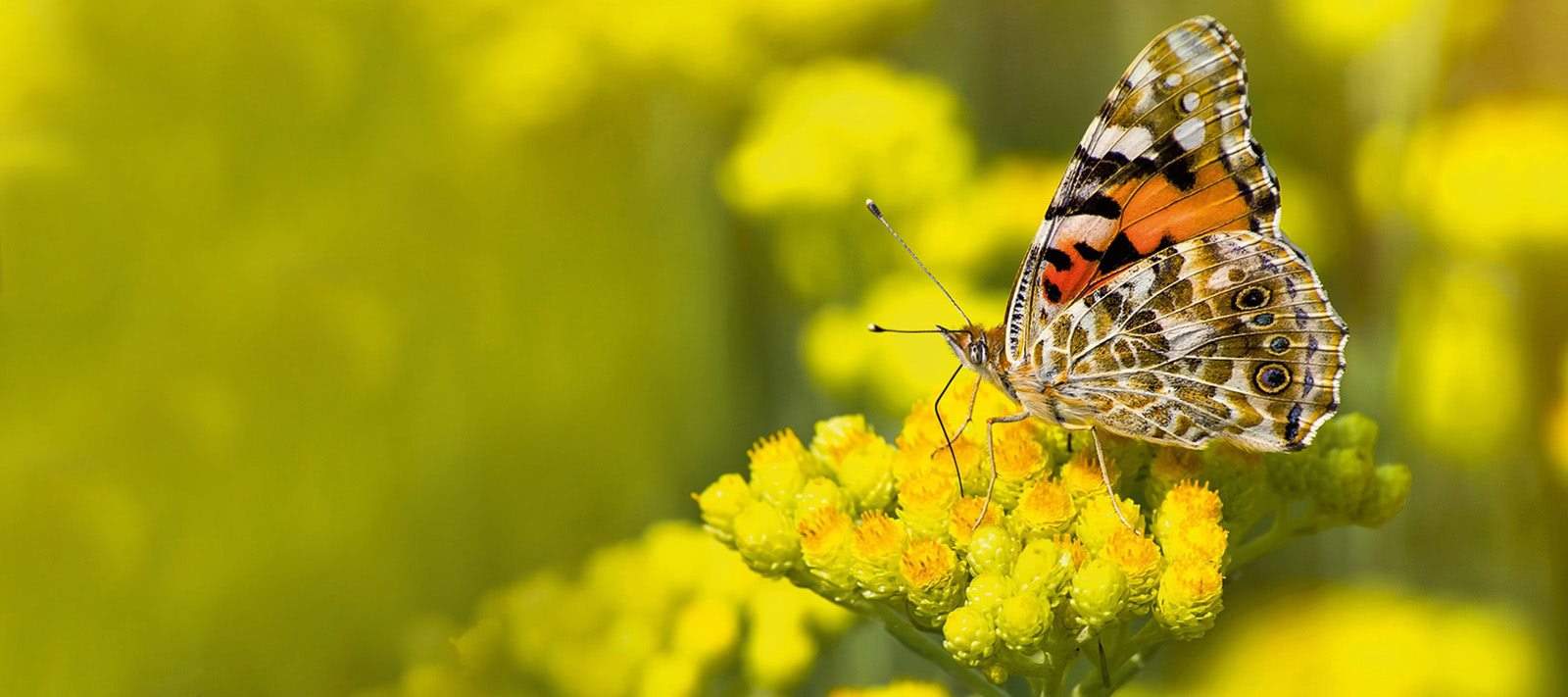 Aromapflege Schmetterling auf Blume
