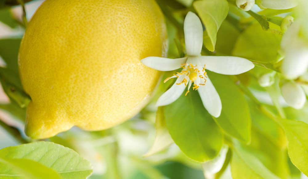 Zitronenbaum trägt Früchte und Blüten