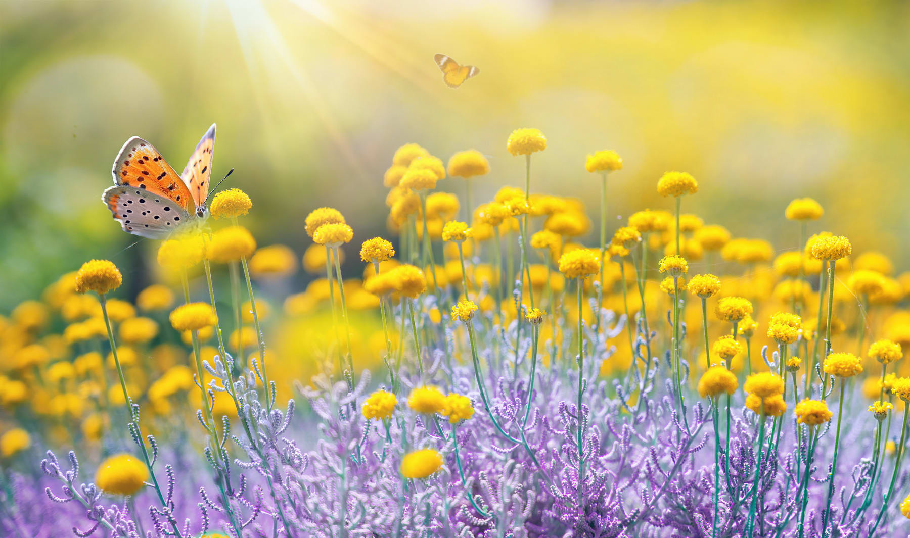 Schmetterlinge im Frühlingsblumenfeld mit Sonnenaufgang im Hintergrund