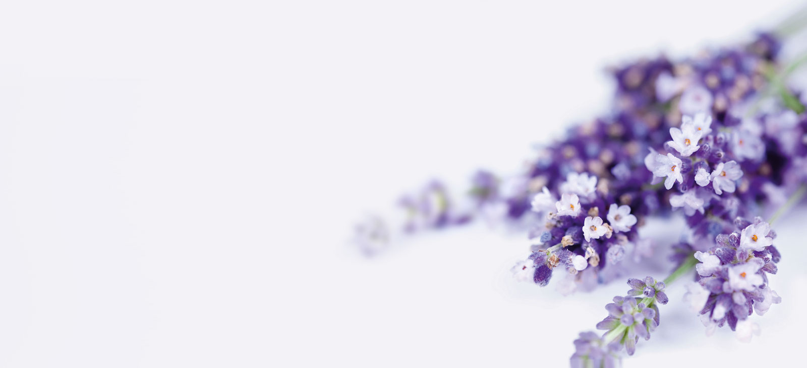 Ätherische Öle Lavendel