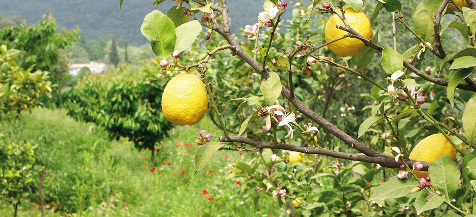 Ein Bergamottenbaum trägt Früchte und blüht