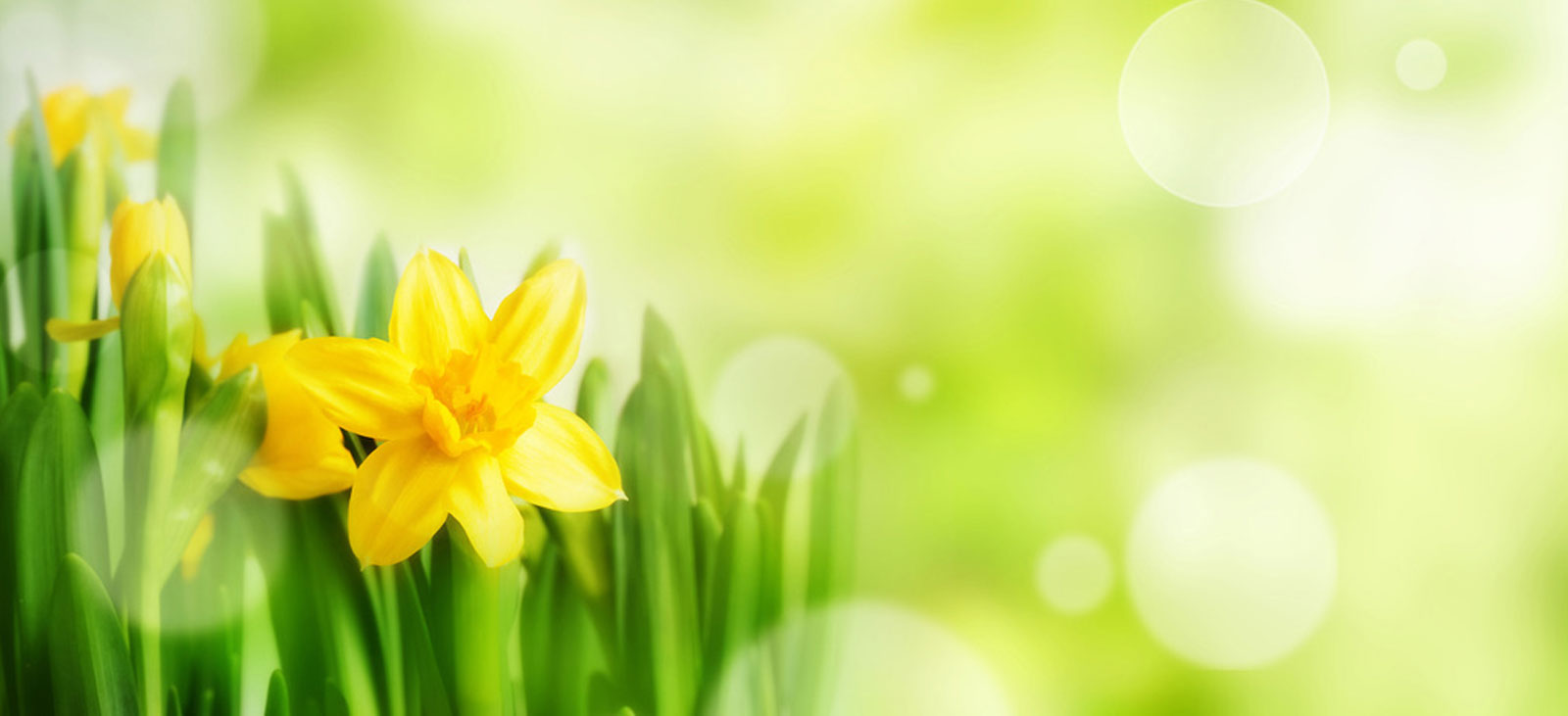 Blumen blühen im Frühling Osterglocke