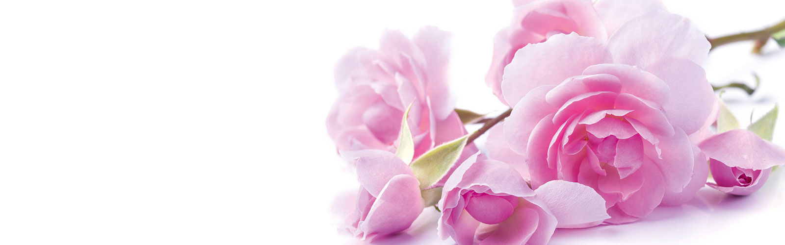 Rosen auf weißem Hintergrund