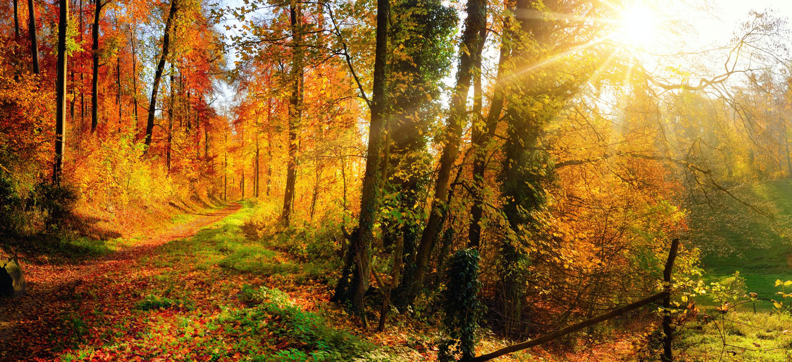 herbstlicher Waldweg mit Sonnenuntergang