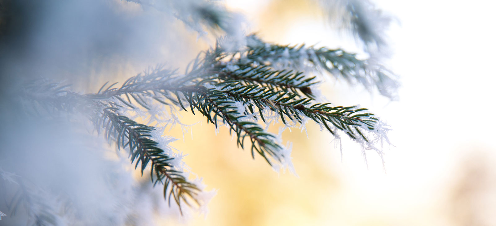 Winterdüfte Tannenzweig mit Schnee bedeckt
