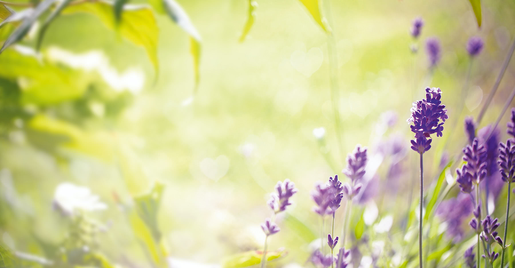 Lavendel Wiese