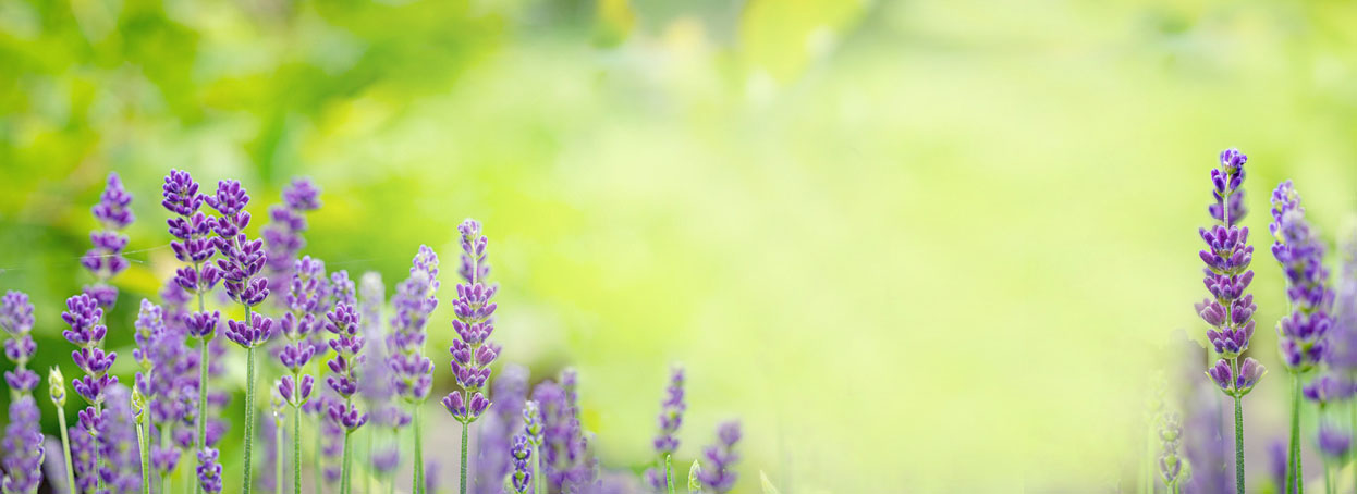 winter-lavendel
