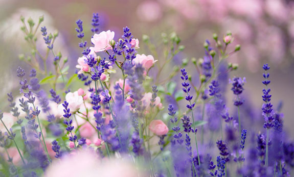 Ätherische Öle Lavendel