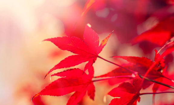 Düfte Herbst