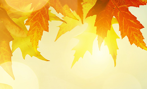 Herbstblätter dekorativ